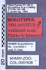 Etikette zu Melanotus vaillanti (Platia & Schimmel, 2001) (NHMW-ZOO-COL-0007636)